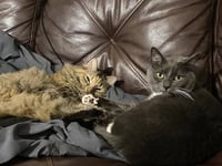 Rico & Annabelle - Photo 1