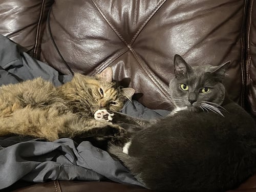 RICO & ANNABELLE - Domestic Short Hair available for adoption