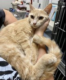 SKITTLES - Domestic Short Hair available for adoption