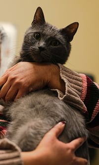 Charlie Lion NEEDS FOSTER HOME - Photo 4