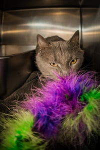 Charlie Lion NEEDS FOSTER HOME - Photo 3