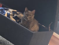 Charlie Lion NEEDS FOSTER HOME - Photo 2