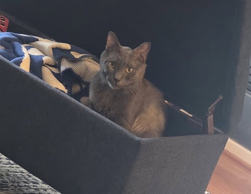 CHARLIE LION NEEDS FOSTER HOME - Russian Blue available for adoption