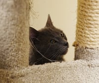 Charlie Lion NEEDS FOSTER HOME - Photo 6