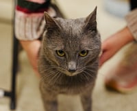 Charlie Lion NEEDS FOSTER HOME - Photo 7