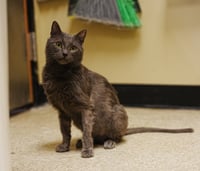 Charlie Lion NEEDS FOSTER HOME - Photo 5
