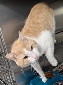 MERLE - Domestic Short Hair available for adoption