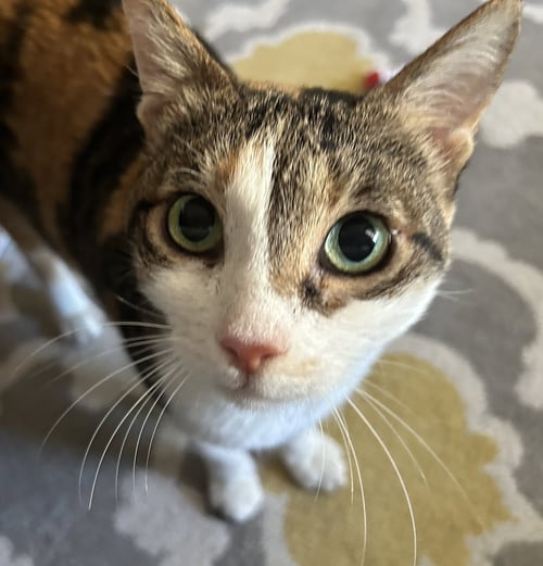 MIRANDA - Domestic Short Hair available for adoption