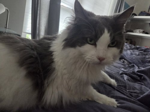 CLEO & OTIS - BONDED - Domestic Medium Hair available for adoption