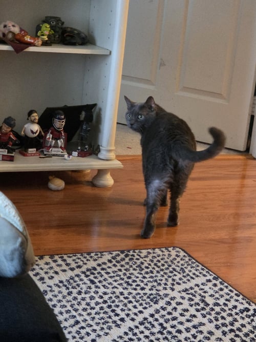 CLEO & OTIS - BONDED - Domestic Medium Hair available for adoption