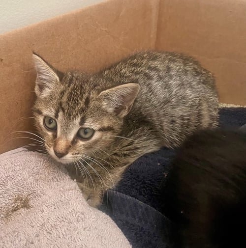 SOPHIE - Domestic Short Hair available for adoption