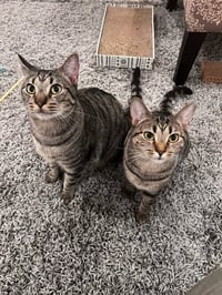 Dollface & Shadow *bonded* - Photo 1