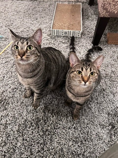 DOLLFACE & SHADOW *BONDED* - Domestic Short Hair available for adoption