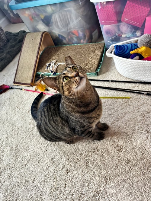 DOLLFACE - Domestic Short Hair available for adoption