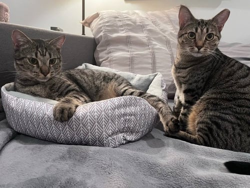 DOLLFACE & SHADOW *BONDED* - Domestic Short Hair available for adoption
