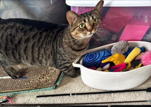 DOLLFACE - Domestic Short Hair available for adoption