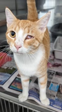 KIP - Domestic Short Hair available for adoption