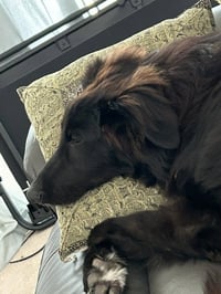 Tucker - Photo 4