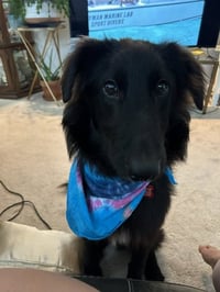 Tucker - Photo 2