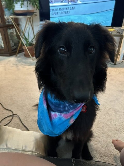 TUCKER - Shepherd available for adoption