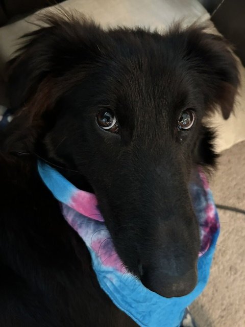 Tucker Image