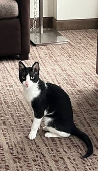 Feta - FEE SPONSORED! - Photo 1