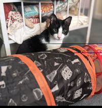 Feta - FEE SPONSORED! - Photo 4