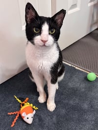Feta - FEE SPONSORED! - Photo 3