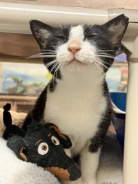 Feta - FEE SPONSORED! - Photo 3