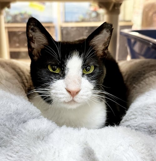 FETA - FEE SPONSORED! - Egyptian Mau available for adoption
