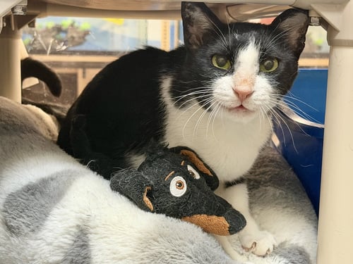 FETA - FEE SPONSORED! - Egyptian Mau available for adoption
