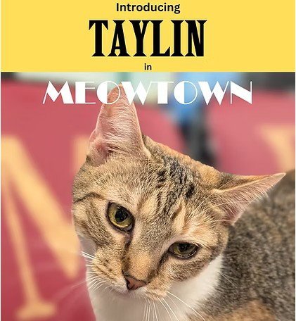 TAYLIN - Domestic Short Hair available for adoption