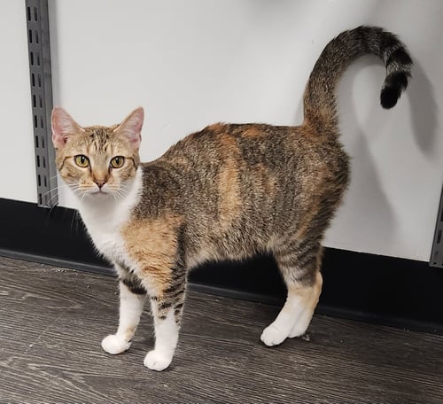 TAYLIN - Domestic Short Hair available for adoption