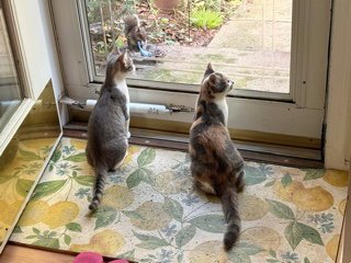 PEANUT & MANGO *BONDED* - Domestic Short Hair available for adoption