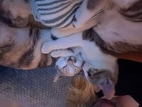 Peanut & Mango *BONDED* - Photo 4
