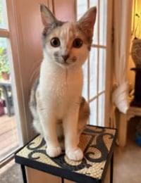 Peanut & Mango *BONDED* - Photo 1