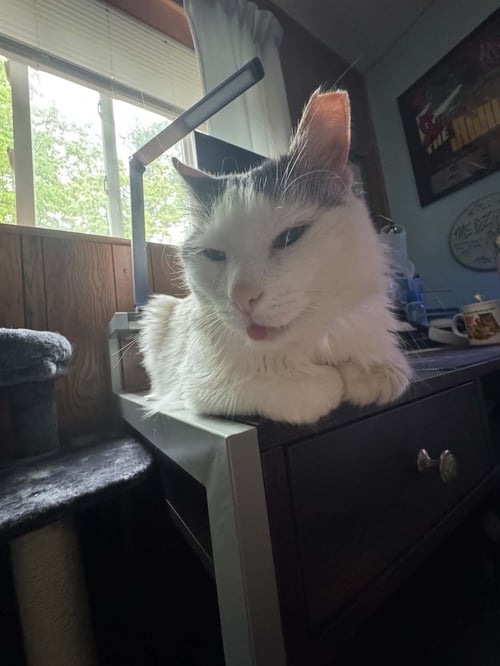 OSO - Domestic Medium Hair available for adoption