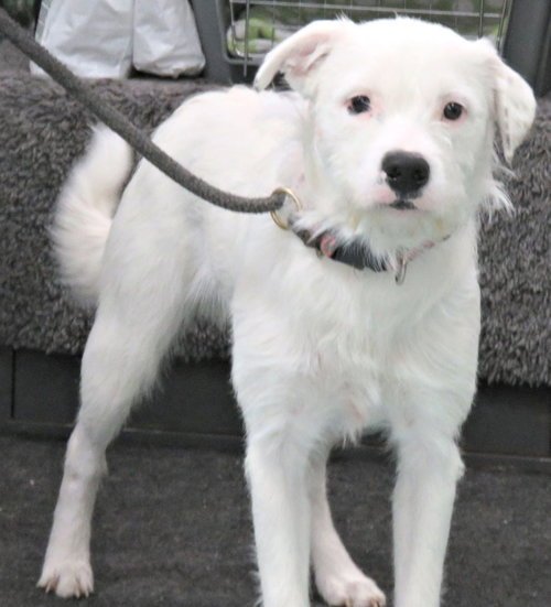 PAINTBALL - Terrier available for adoption
