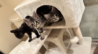 Buttercup - Photo 4