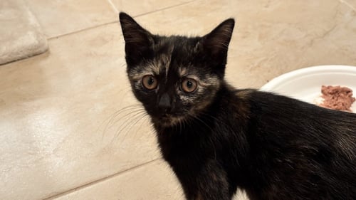 BUTTERCUP - Domestic Short Hair available for adoption