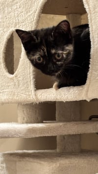 Buttercup - Photo 3