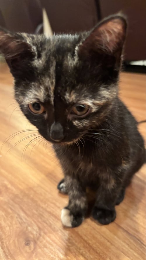 BUTTERCUP - Domestic Short Hair available for adoption