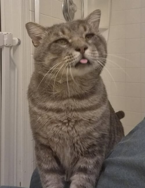 HERMES - Domestic Short Hair available for adoption