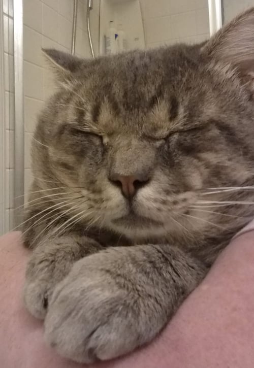 HERMES - Domestic Short Hair available for adoption