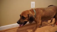Hettie - Photo 3