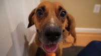 Hettie - Photo 1