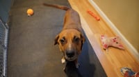 Hettie - Photo 4