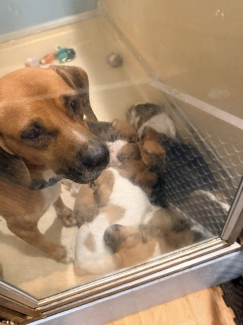 HETTIE - Beagle available for adoption