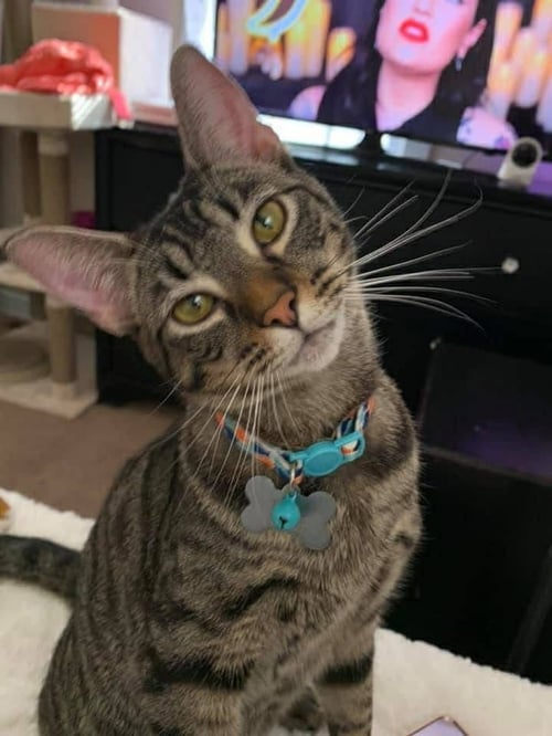 BYNX - Domestic Short Hair available for adoption