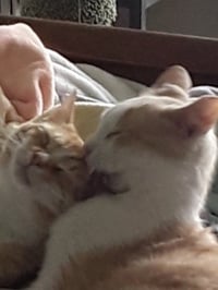 Jesse (& Jerry) - BONDED - Photo 3